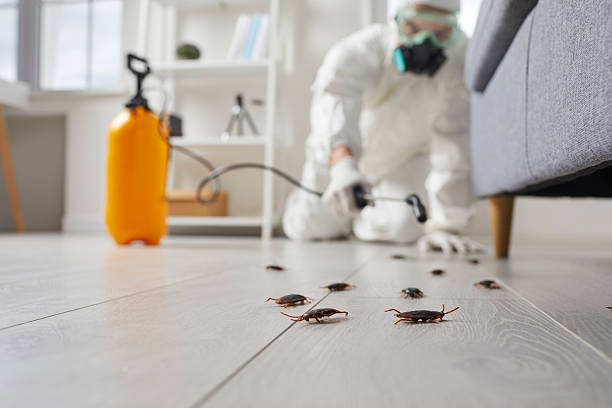 Post-Treatment Bed Bug Interceptor Monitoring in Burkburnett